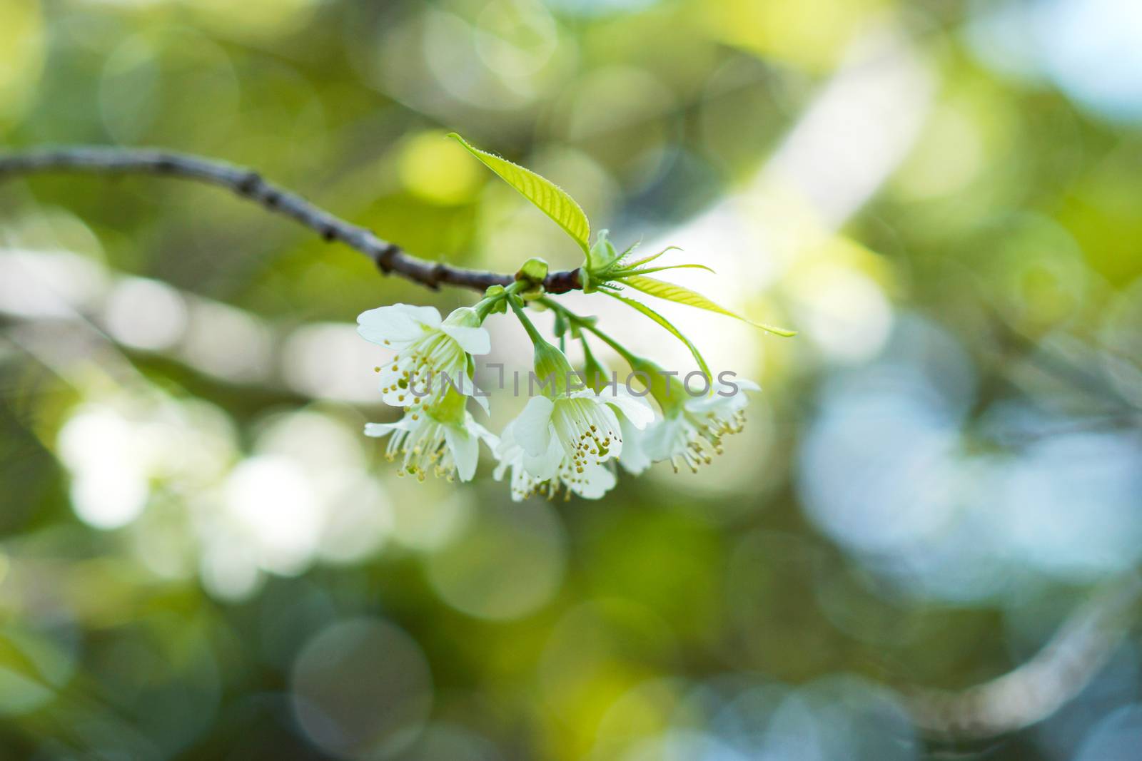 White flower "Wild Himalayan Cherry". by Noppharat_th