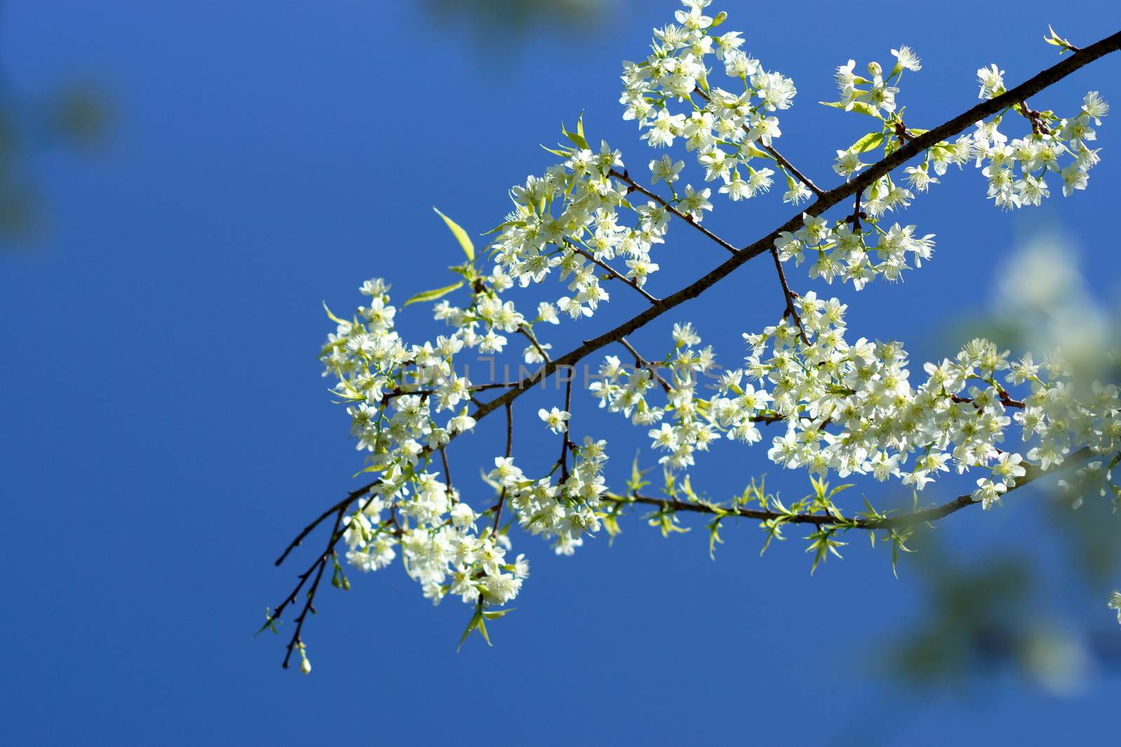 White flower "Wild Himalayan Cherry".