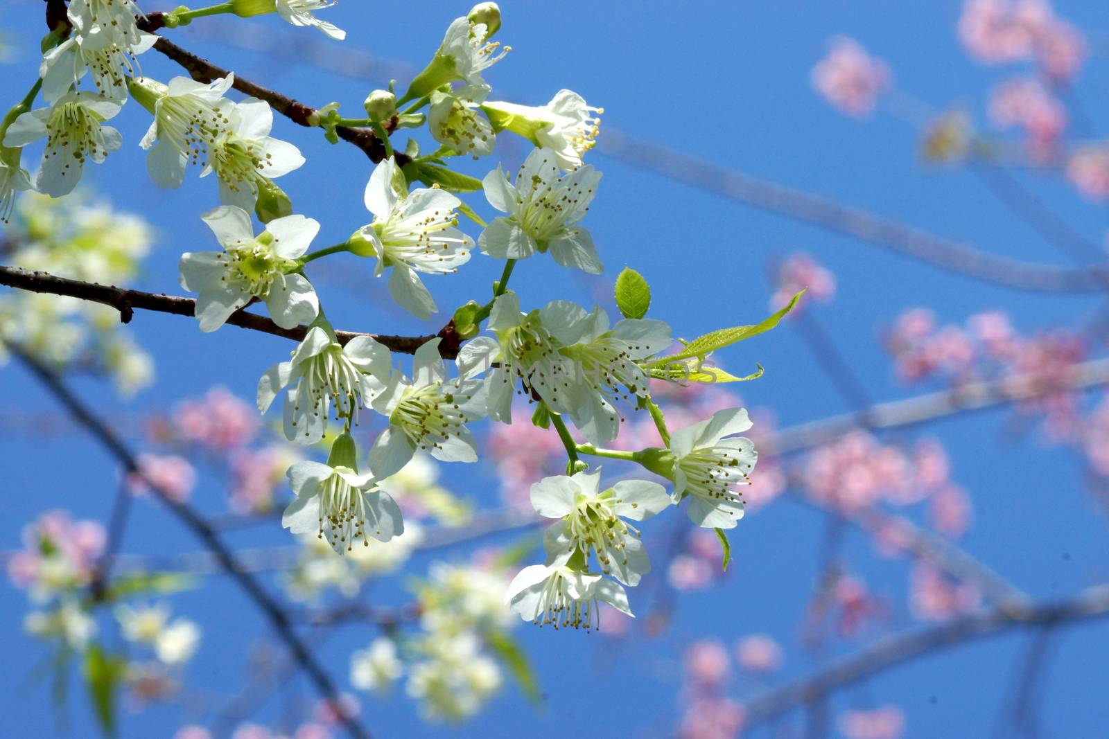 White flower "Wild Himalayan Cherry".