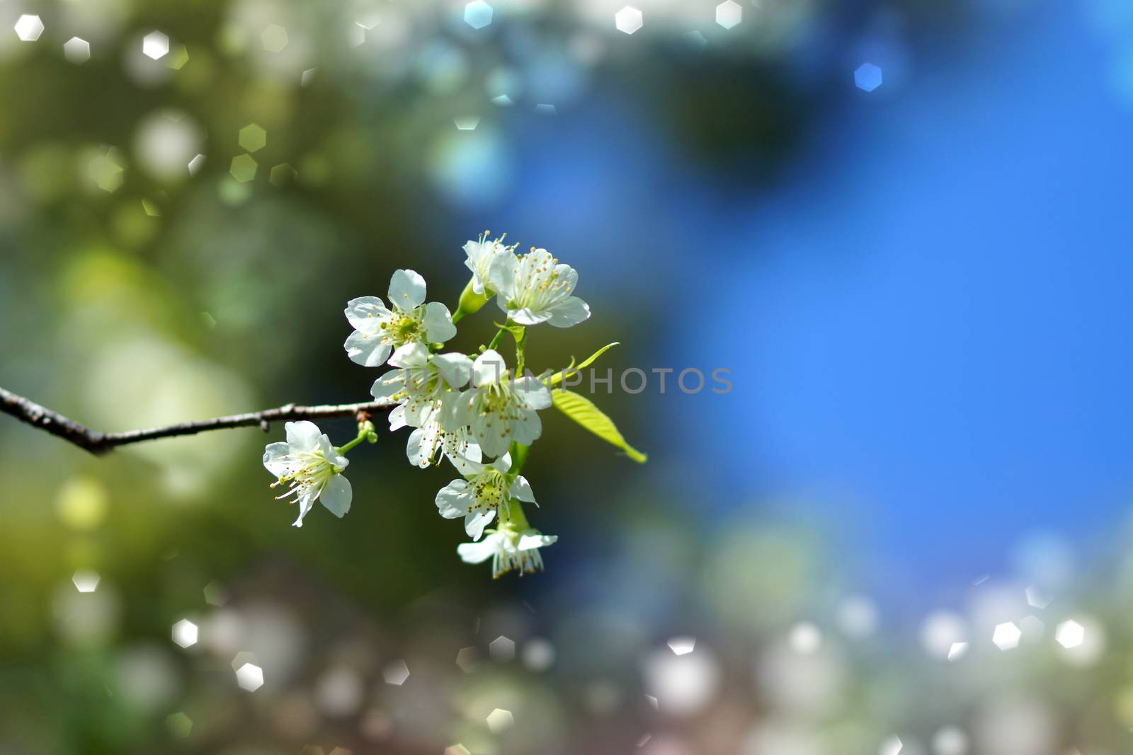 White flower "Wild Himalayan Cherry". by Noppharat_th