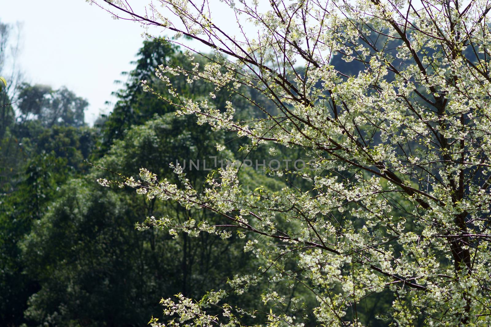 White flower "Wild Himalayan Cherry".