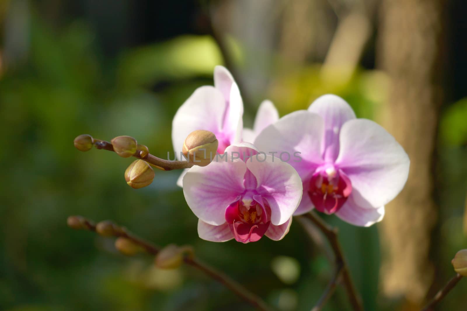 orchid flower by Noppharat_th