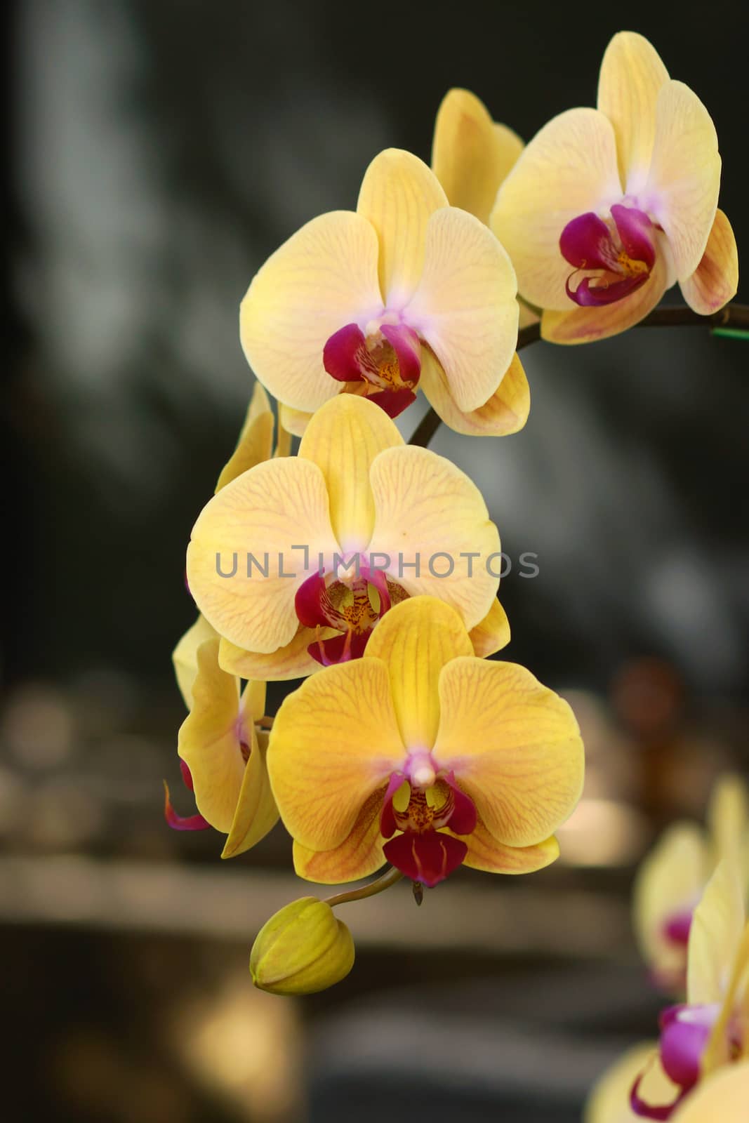 orchid flower