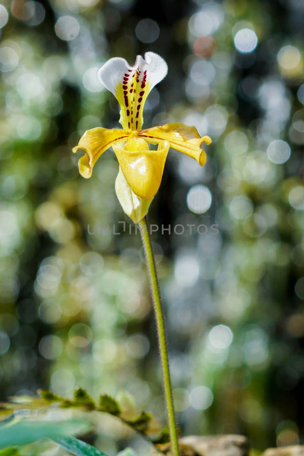 orchid flower by Noppharat_th