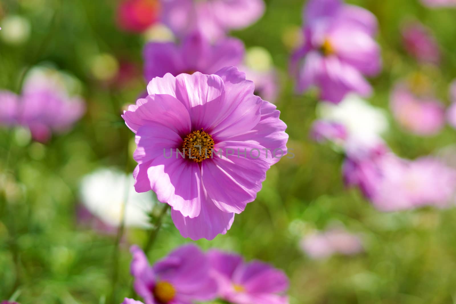 Cosmos flower in field by Noppharat_th