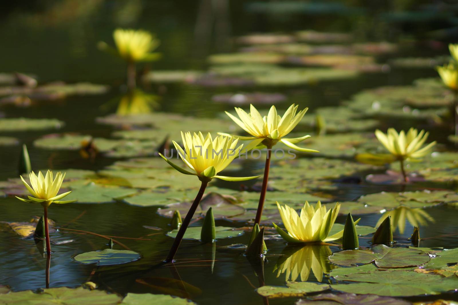 beautiful waterlily or lotus flower by Noppharat_th