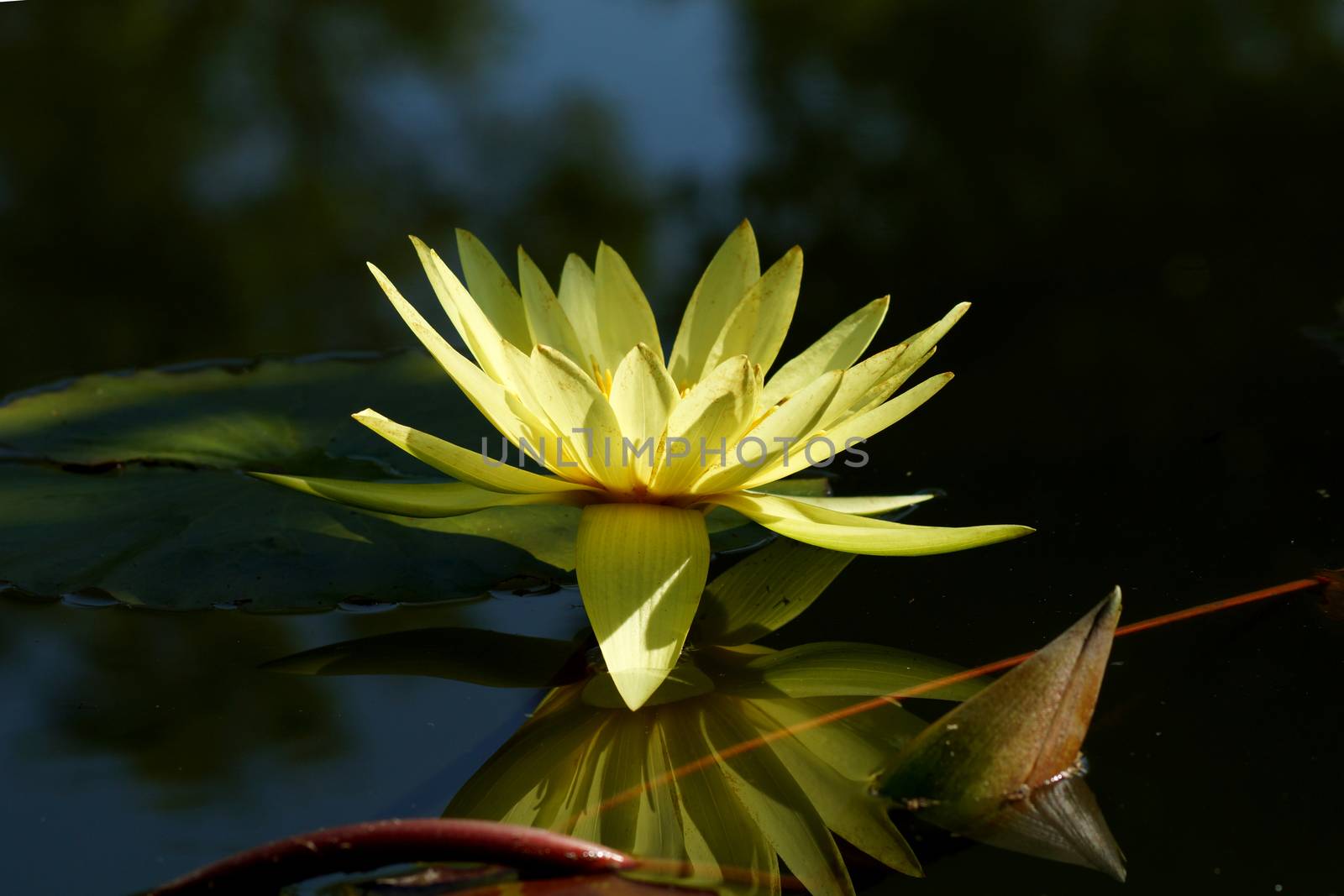 beautiful waterlily or lotus flower by Noppharat_th