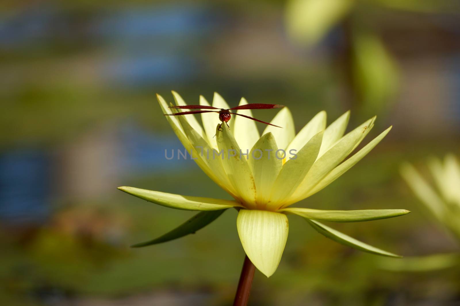 beautiful waterlily or lotus flower by Noppharat_th