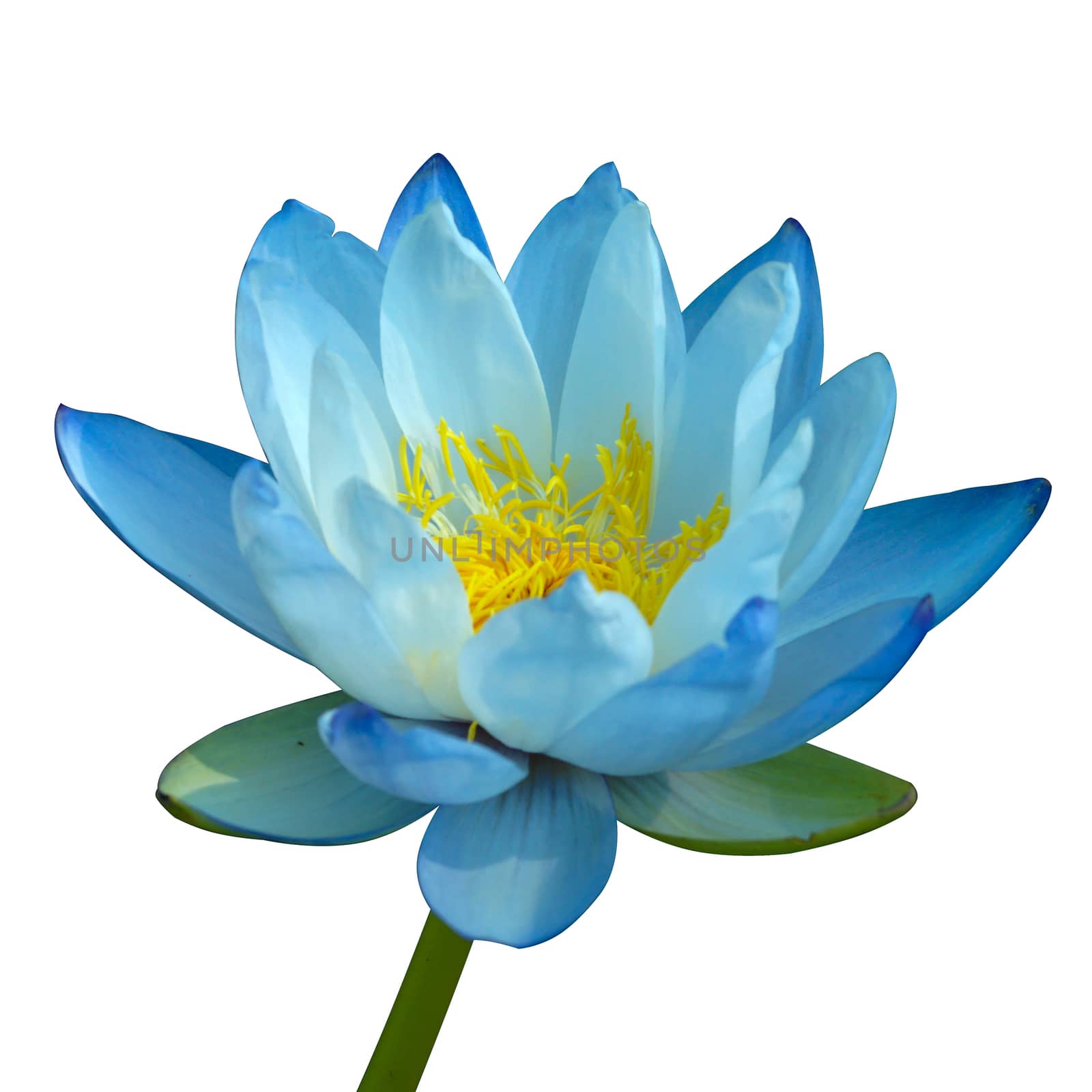 Blue water lily isolate on white background. by Noppharat_th