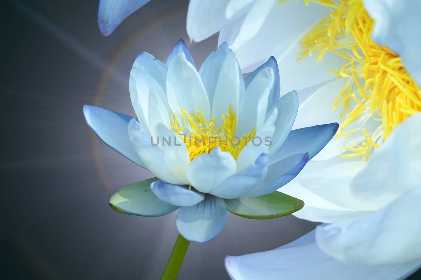 Blue water lily by Noppharat_th