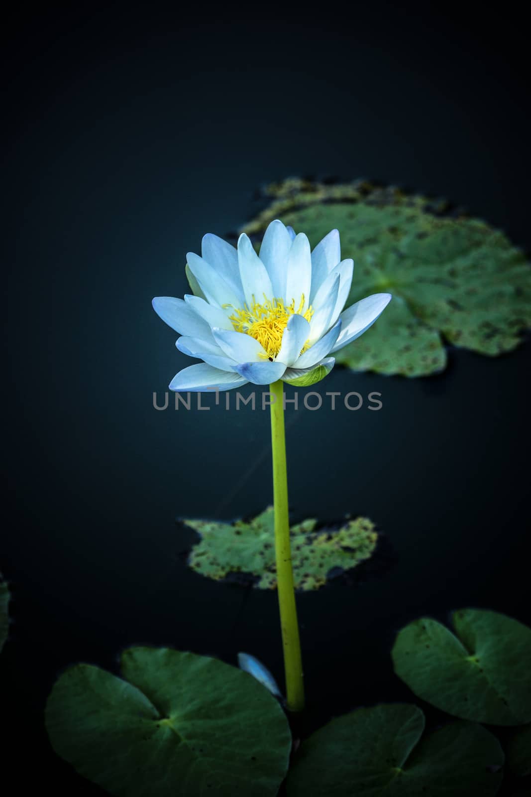 Blue water lily by Noppharat_th