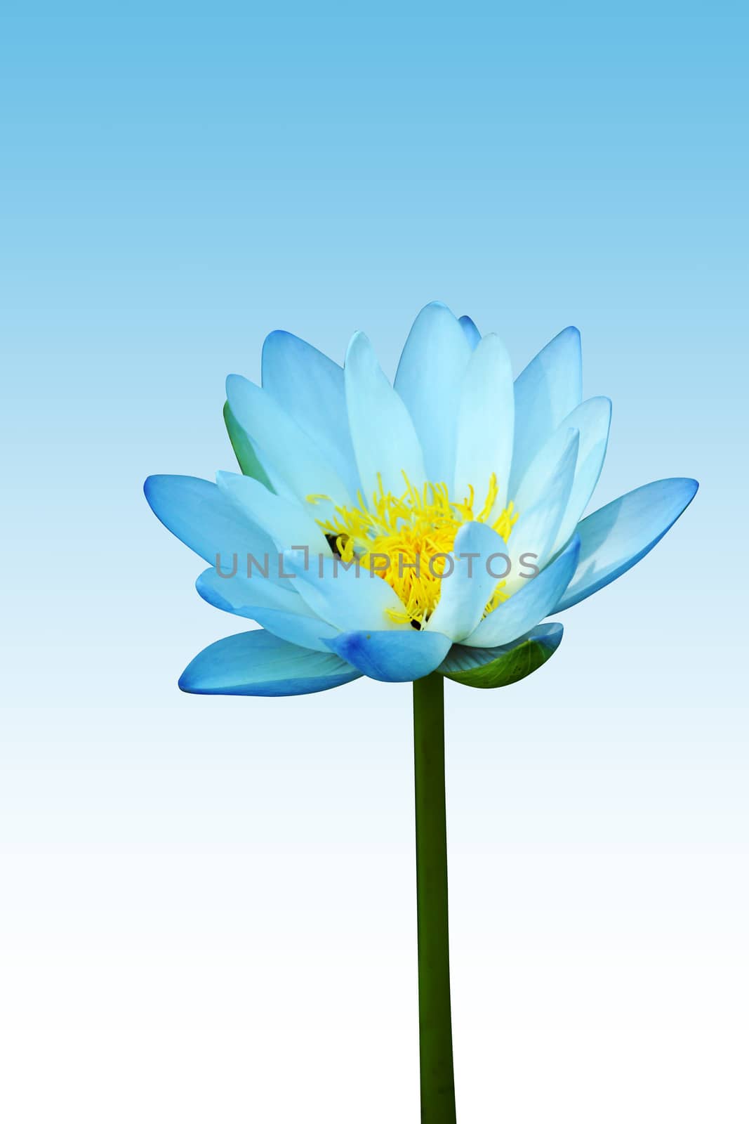 Blue water lily isolate on white background.