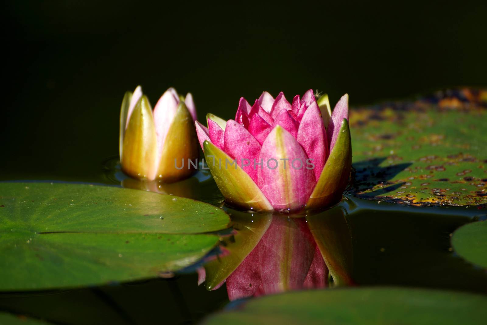 beautiful waterlily or lotus flower by Noppharat_th