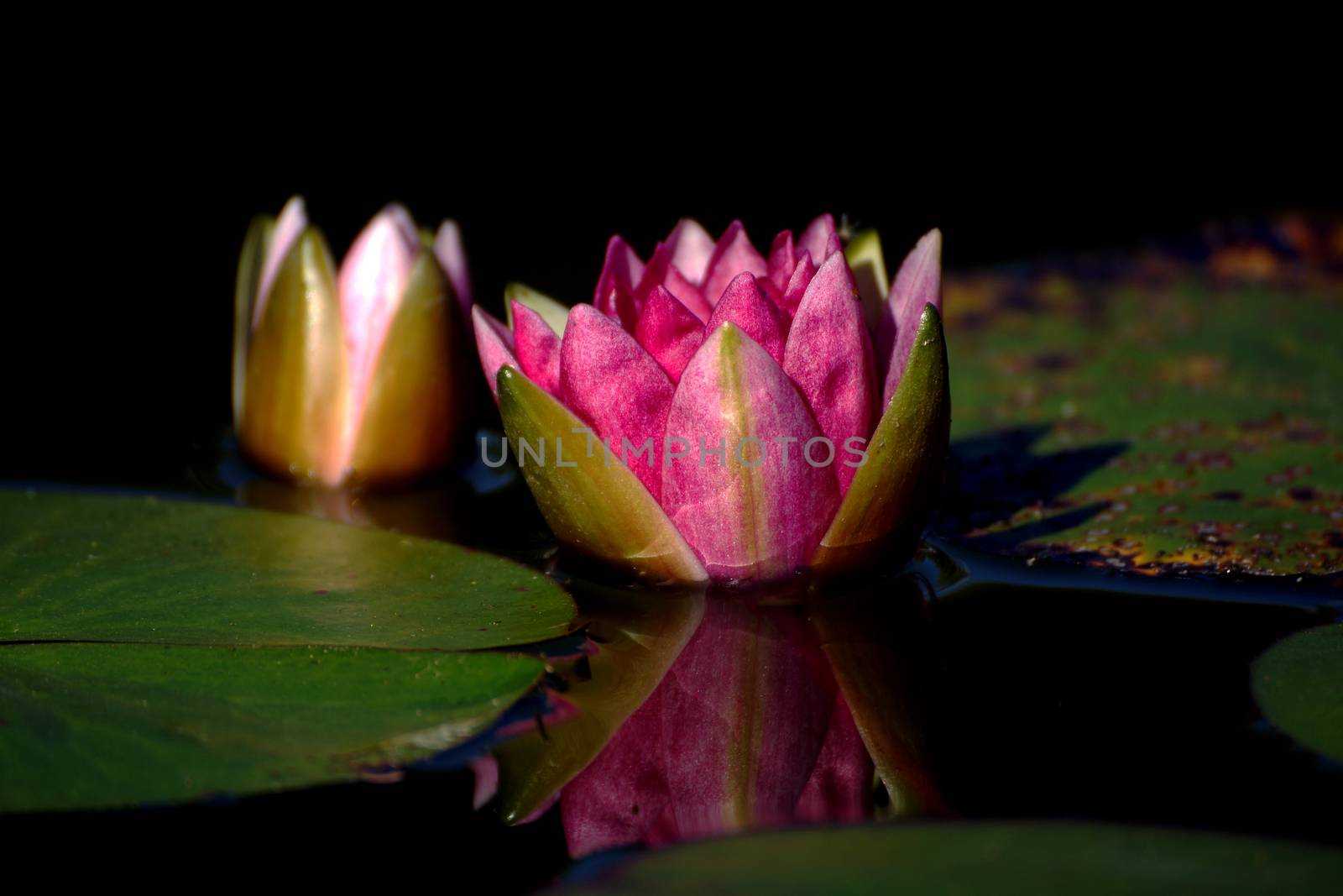 beautiful waterlily or lotus flower by Noppharat_th