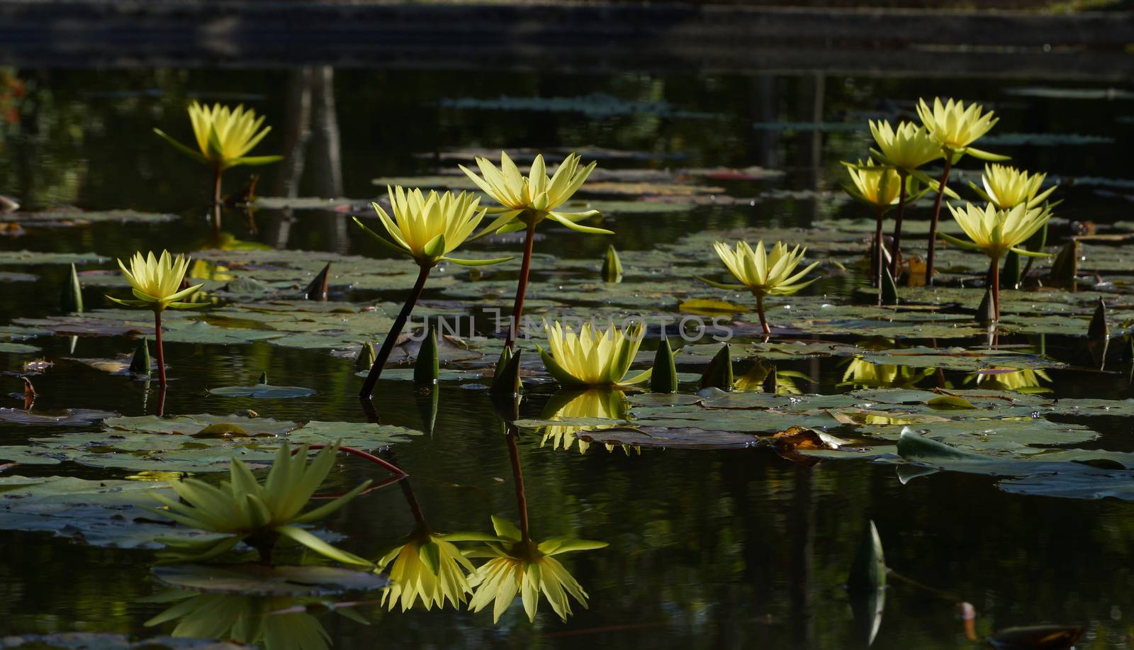 beautiful waterlily or lotus flower by Noppharat_th