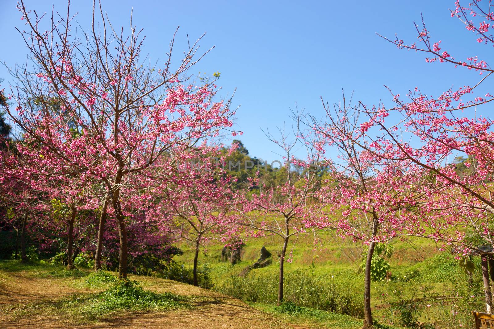 Pink Flower "Wild Himalayan Cherry". by Noppharat_th