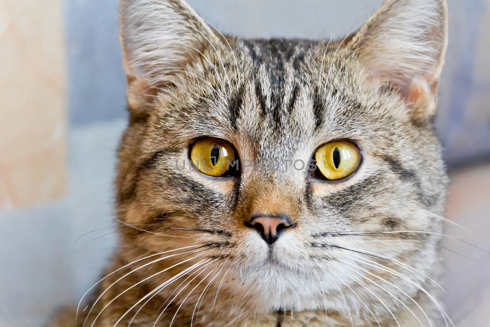 Photo of cat portrait with yellow eyes 