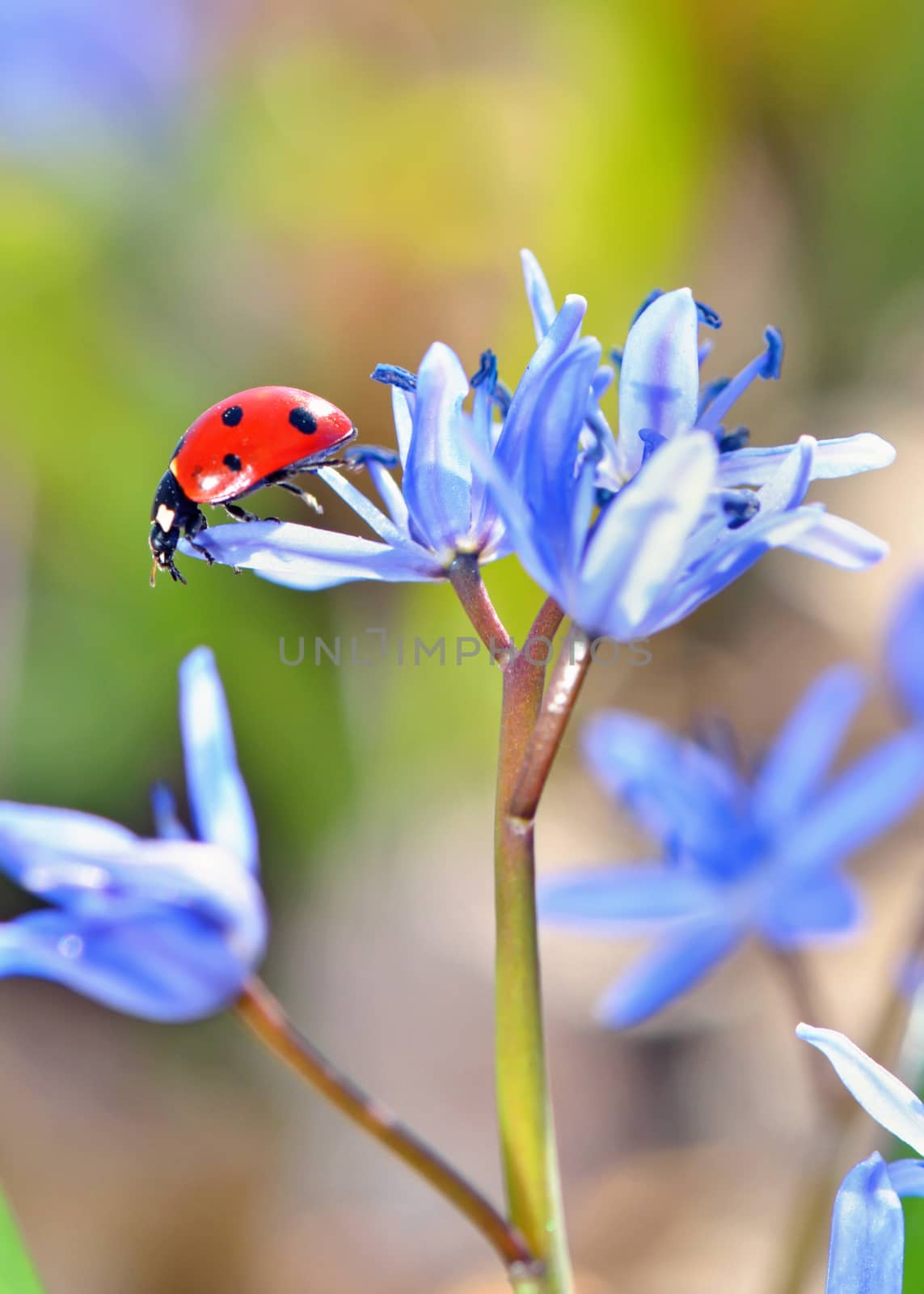 Single Ladybug on violet flowers