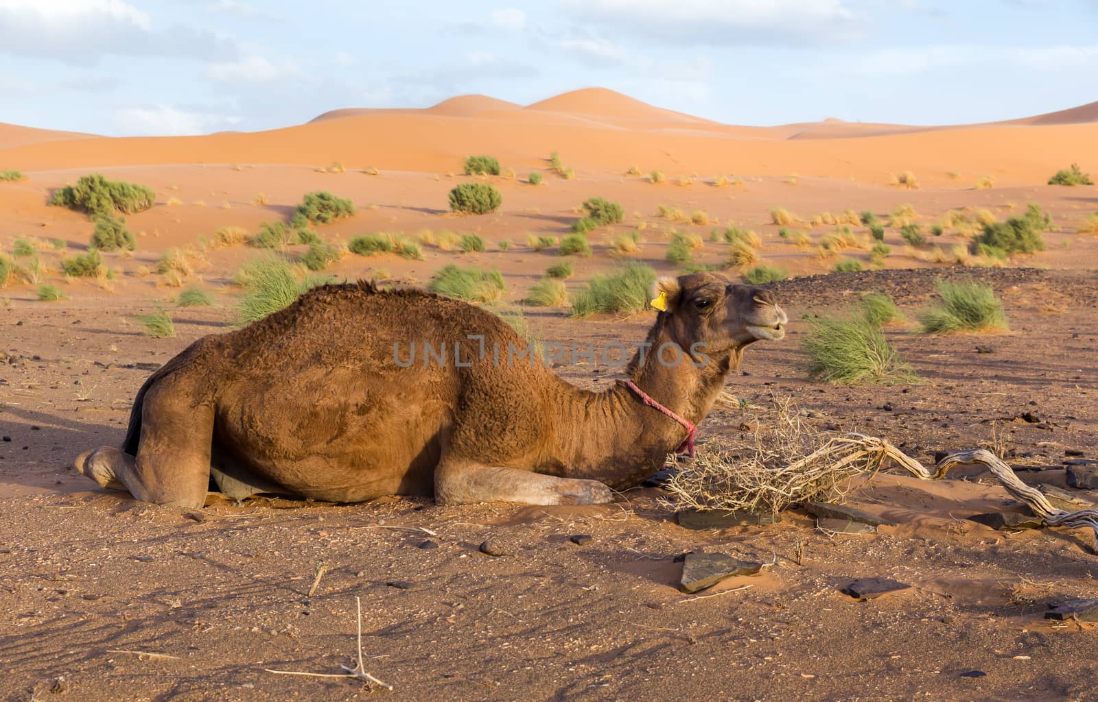 Camel lies in the Sahara Desert Dunes in the background, Morocco