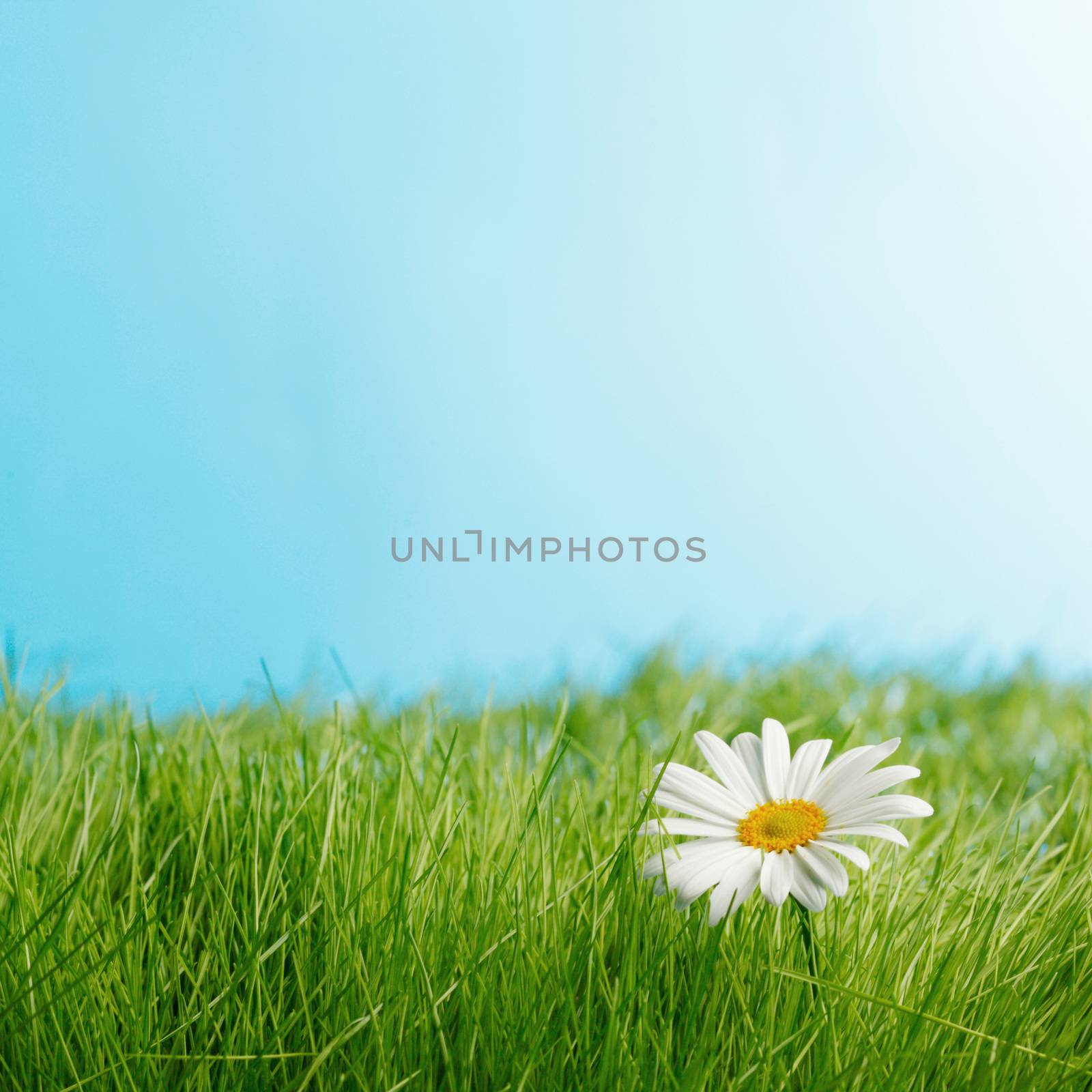 Daisy flower in fresh green grass on blue background