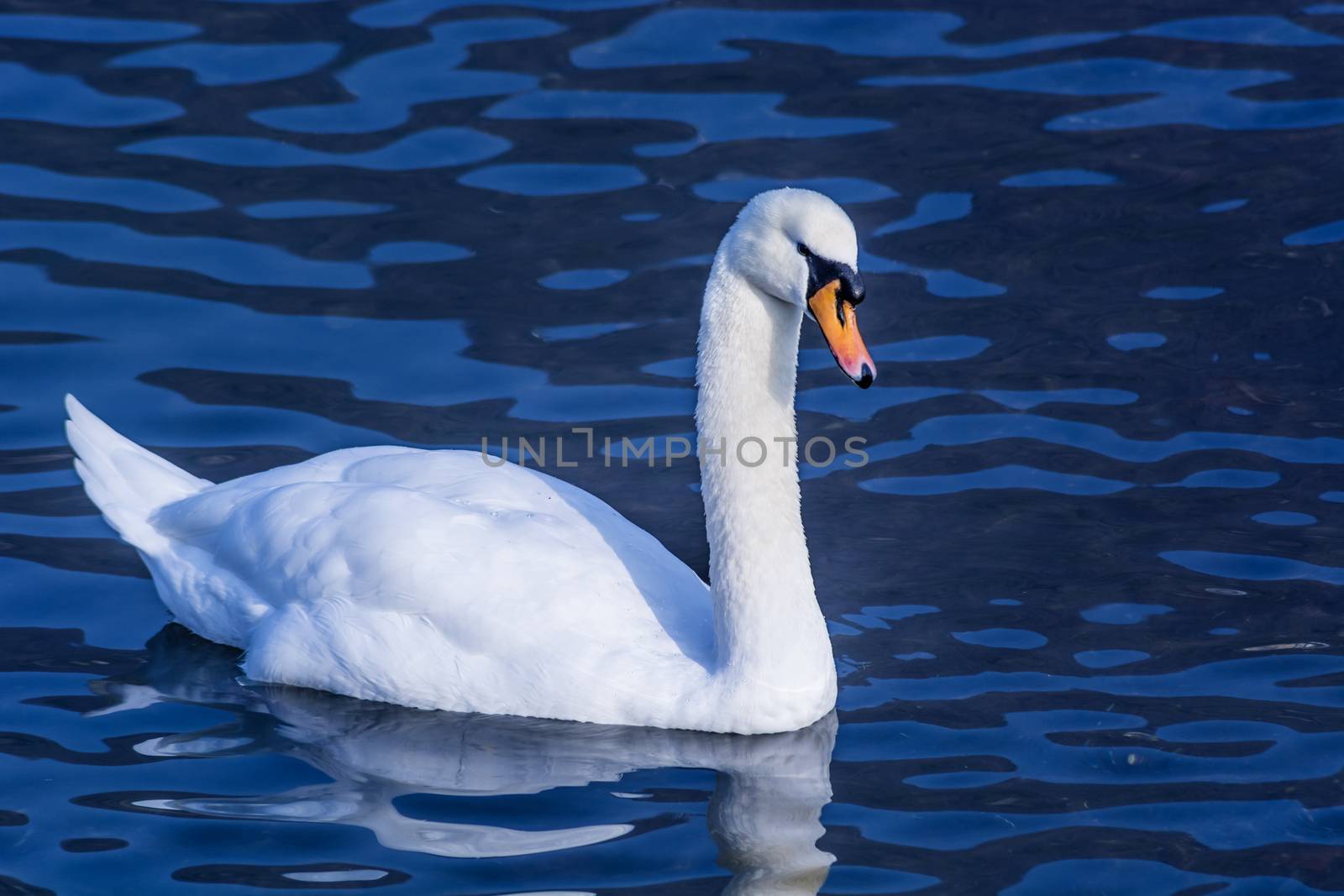 white swan swimming on the water of a calm lake