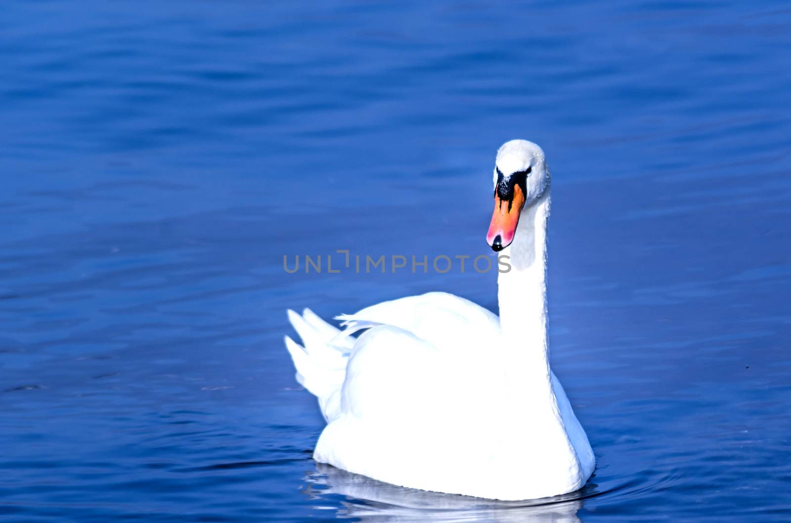 white swan swimming on the water of a calm lake