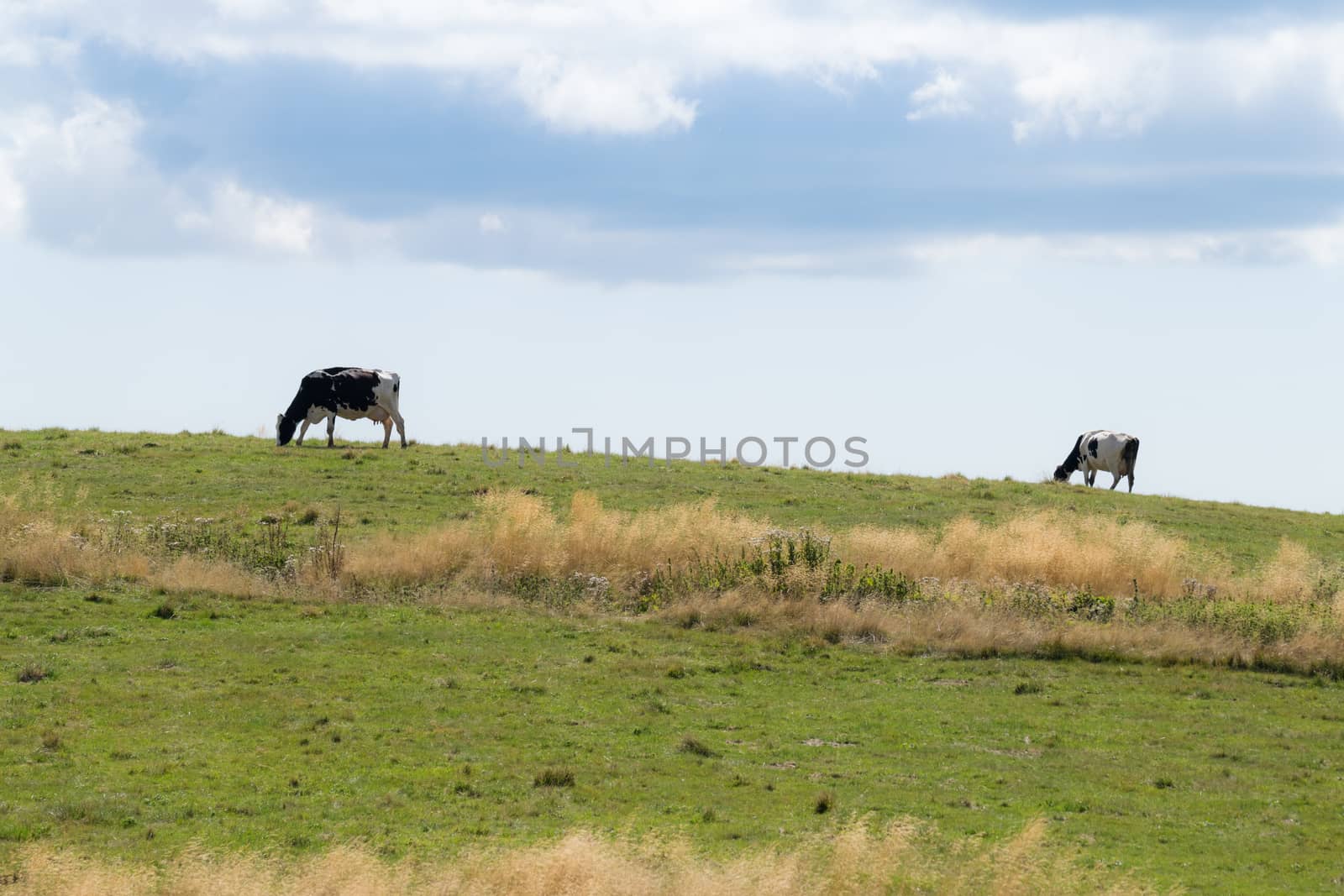 Cows grazing on the Alps. by Isaac74