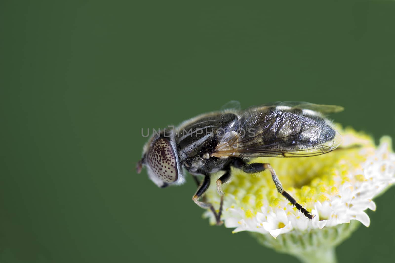 Large spotty-eyed dronefly {Eristalinus aeneus) resting on a white flower, green background