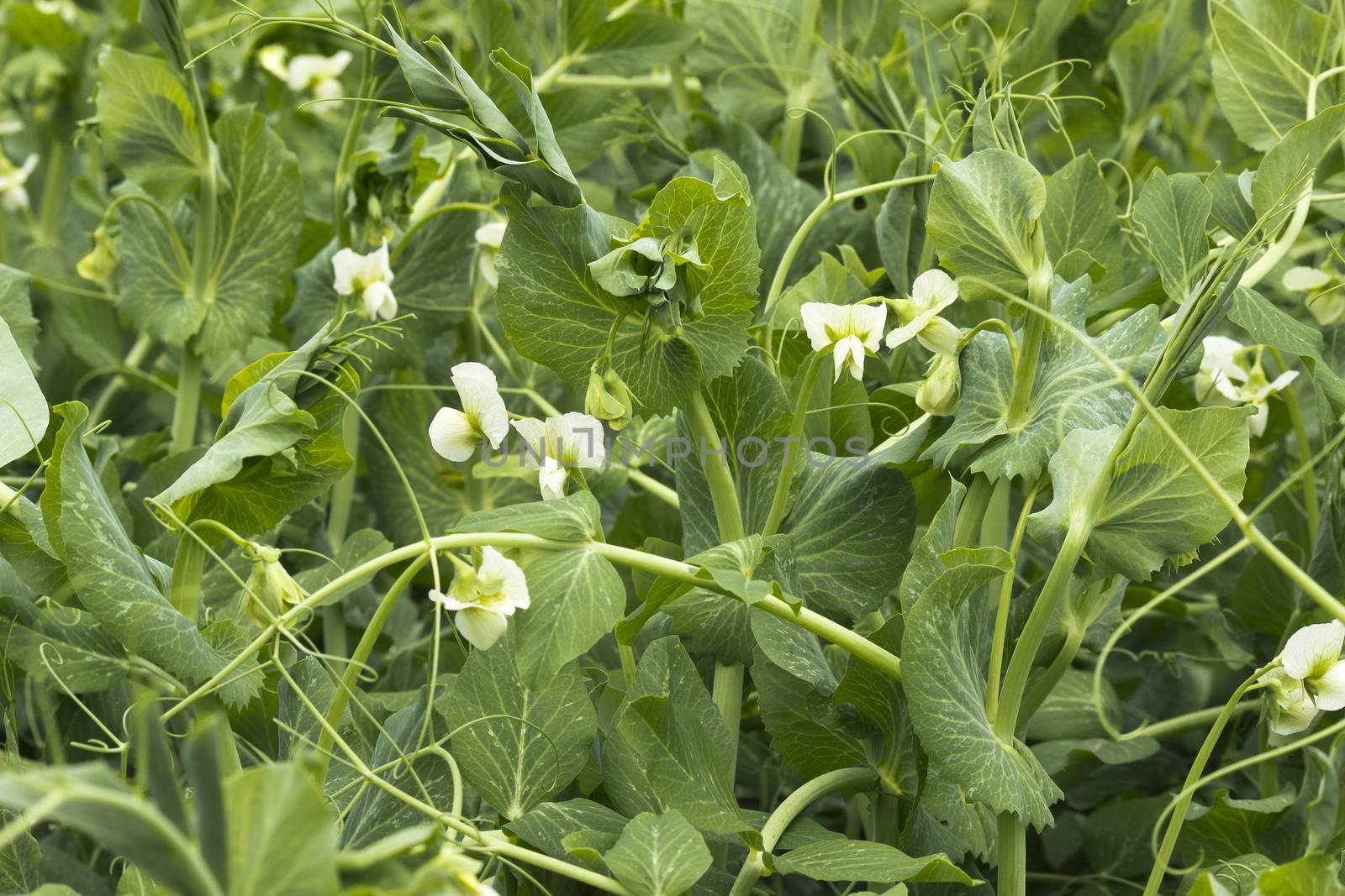 Peas on the field - natural background  by Kidza