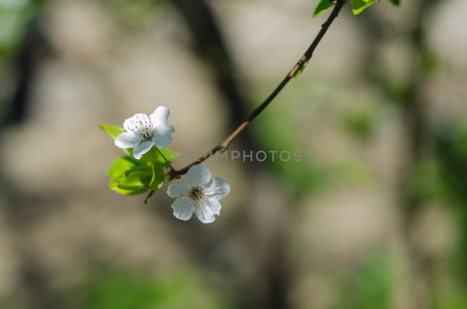 Cheery blossom flowers on spring day by goody460