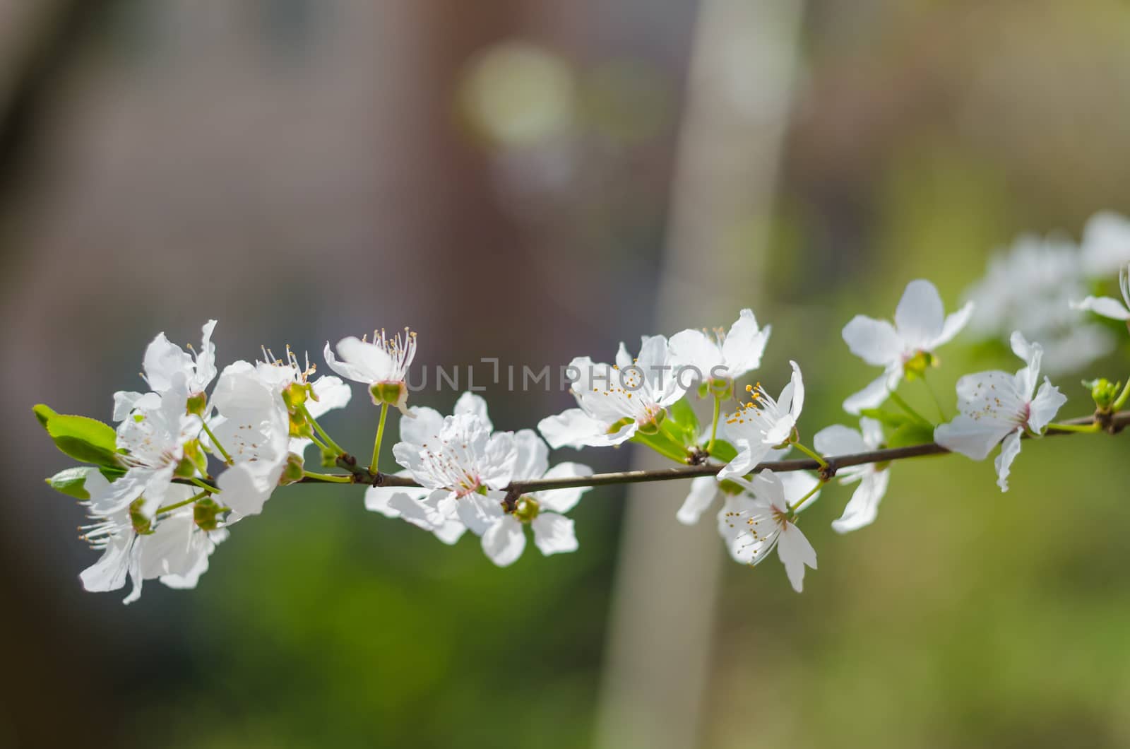 Cheery blossom flowers on spring day