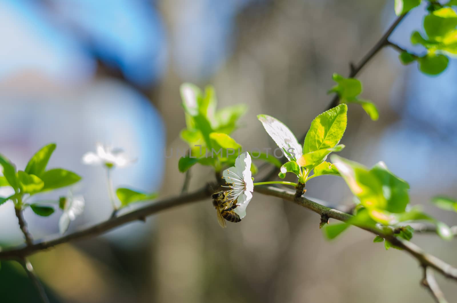 Cheery blossom flowers on spring day by goody460