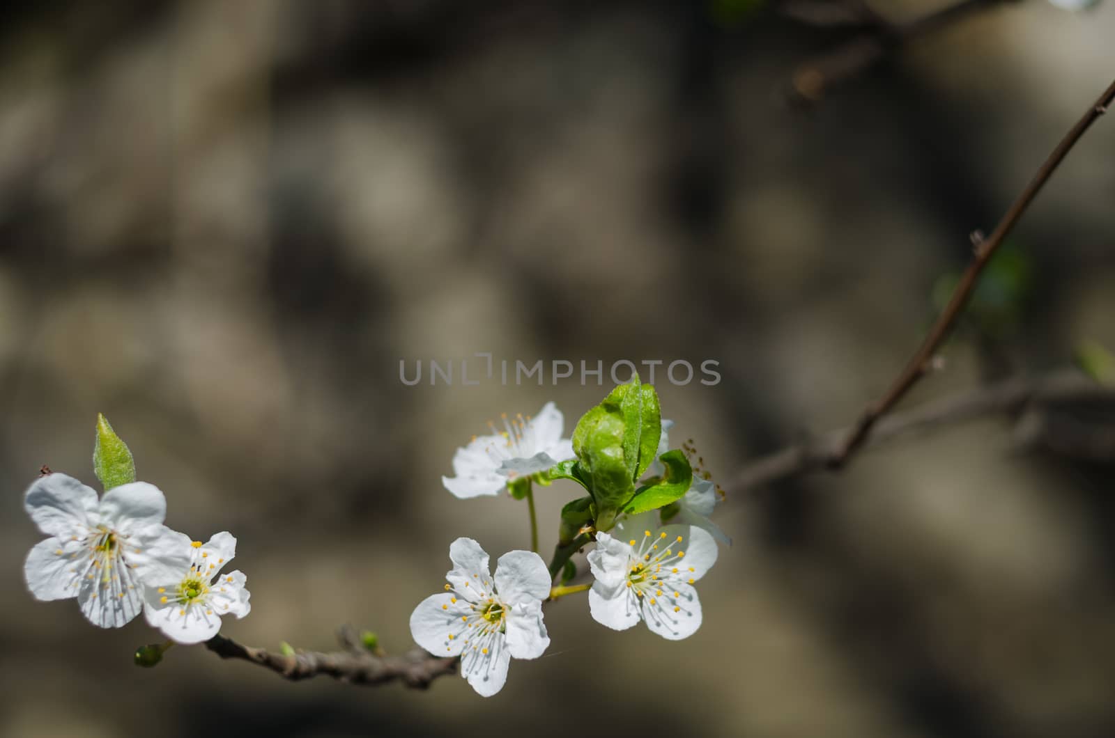 Cheery blossom flowers on spring day by goody460