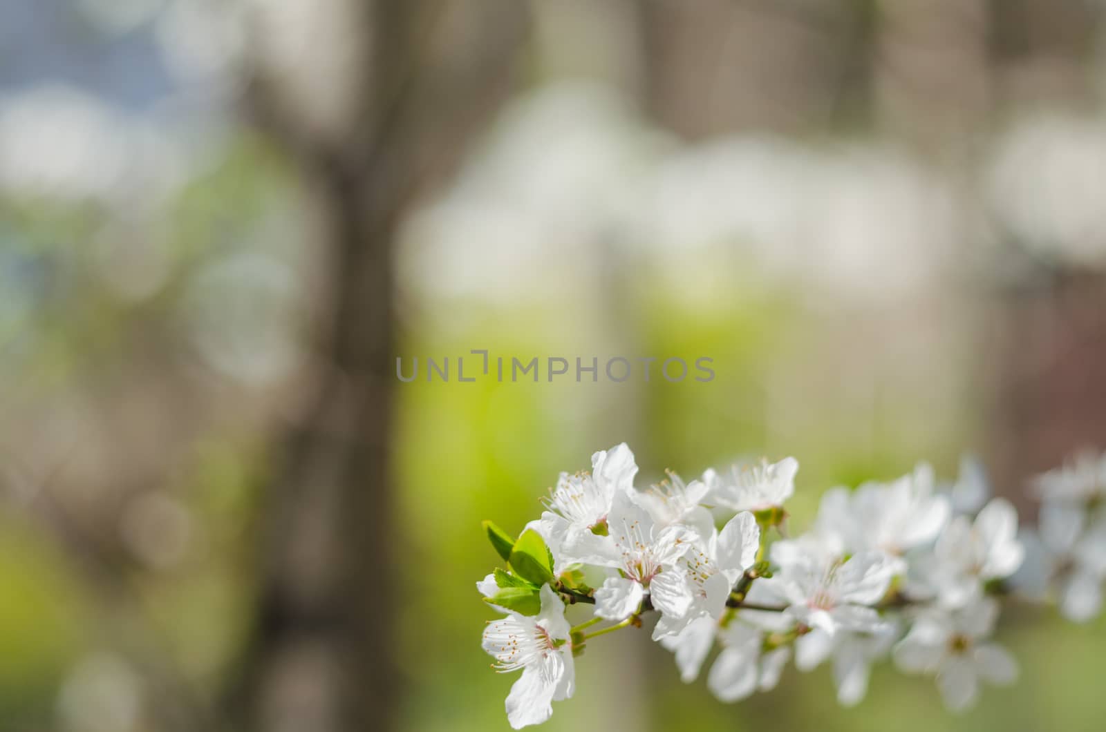 Cheery blossom flowers on spring day by goody460