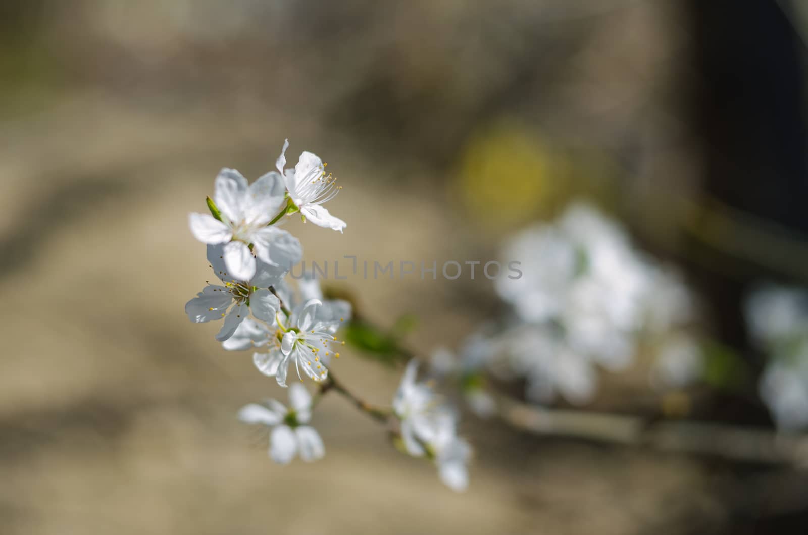 Cheery blossom flowers on spring day