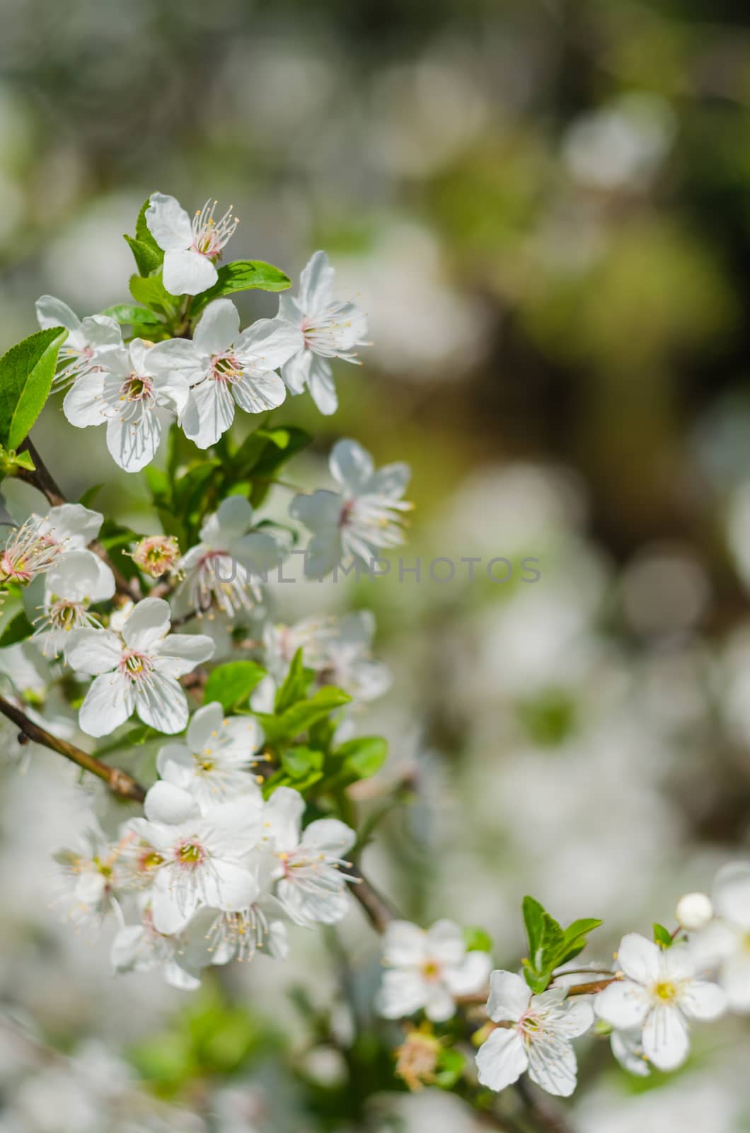 Cheery blossom flowers on spring day by goody460