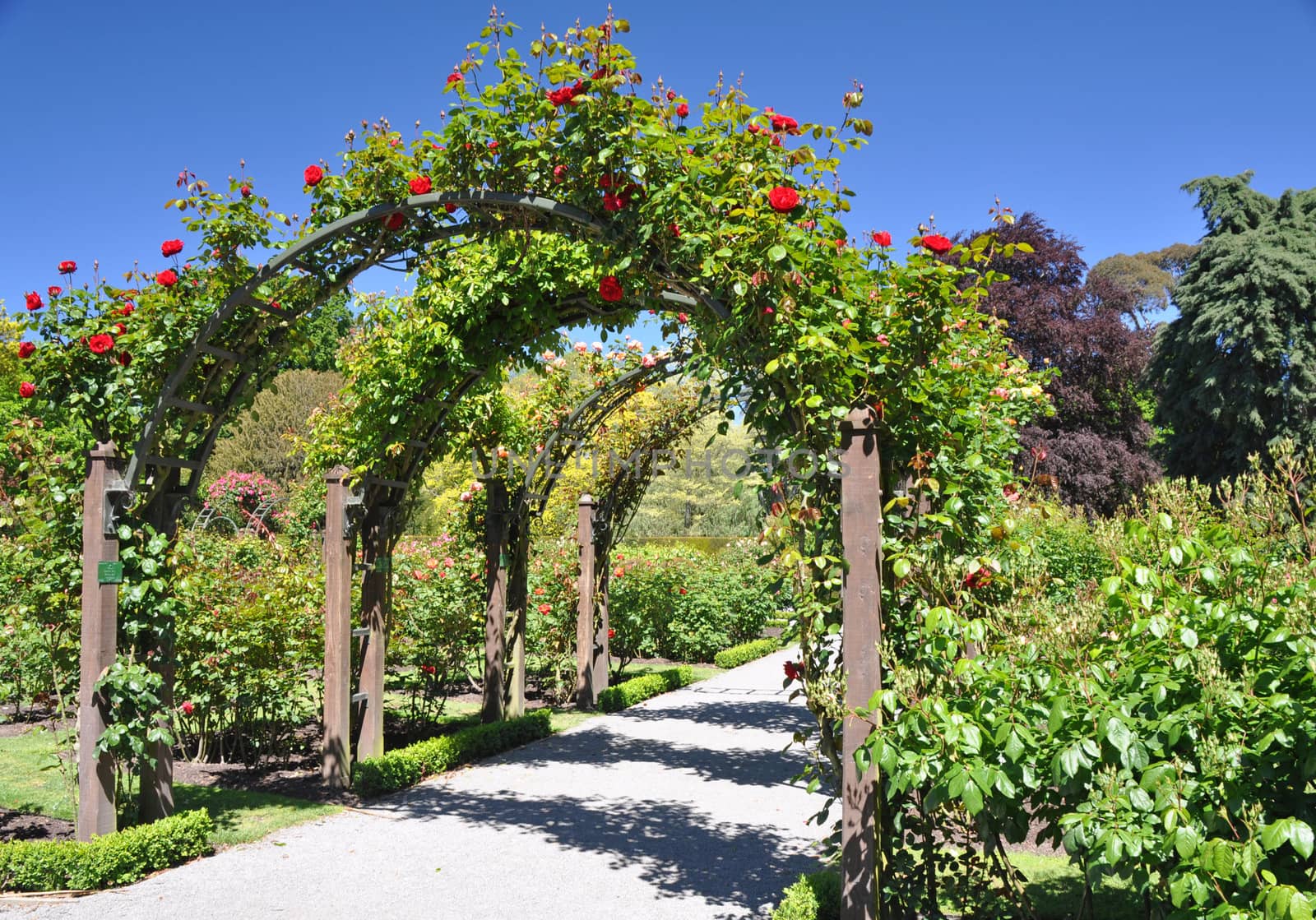 Christchurch Botanical Gardens, New Zealand by dpe123