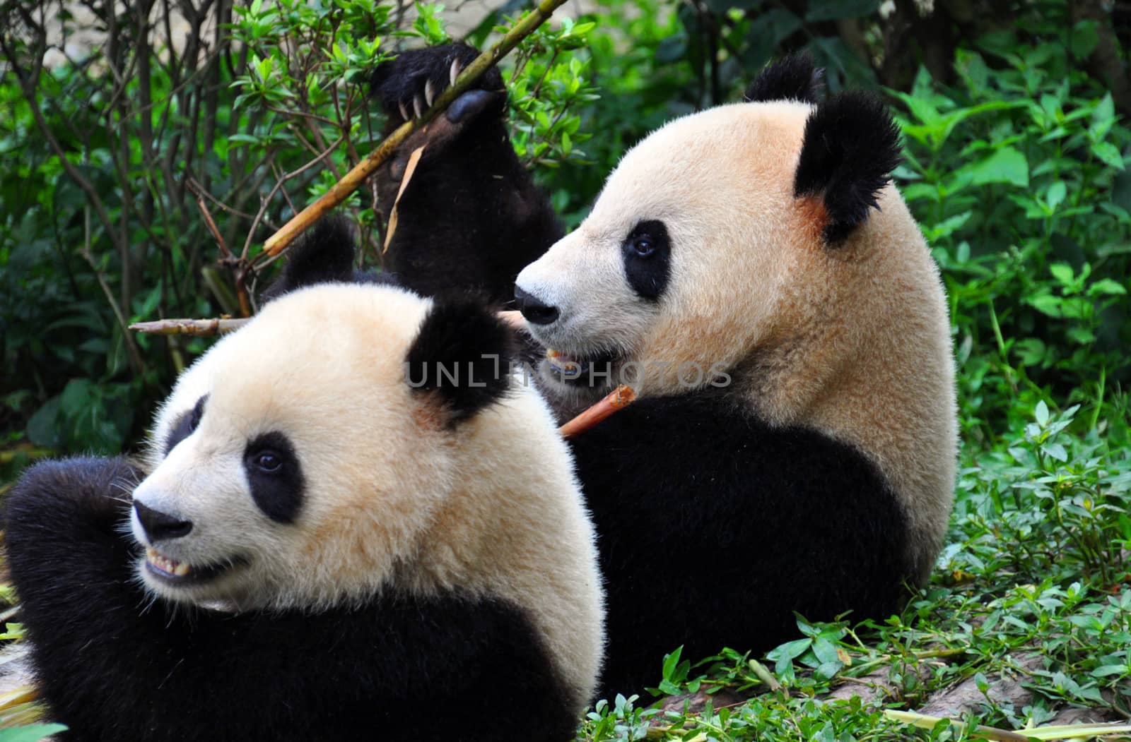 A pair of Pandas eating bamboo at the National Panda Reserve, Chengdu, China.