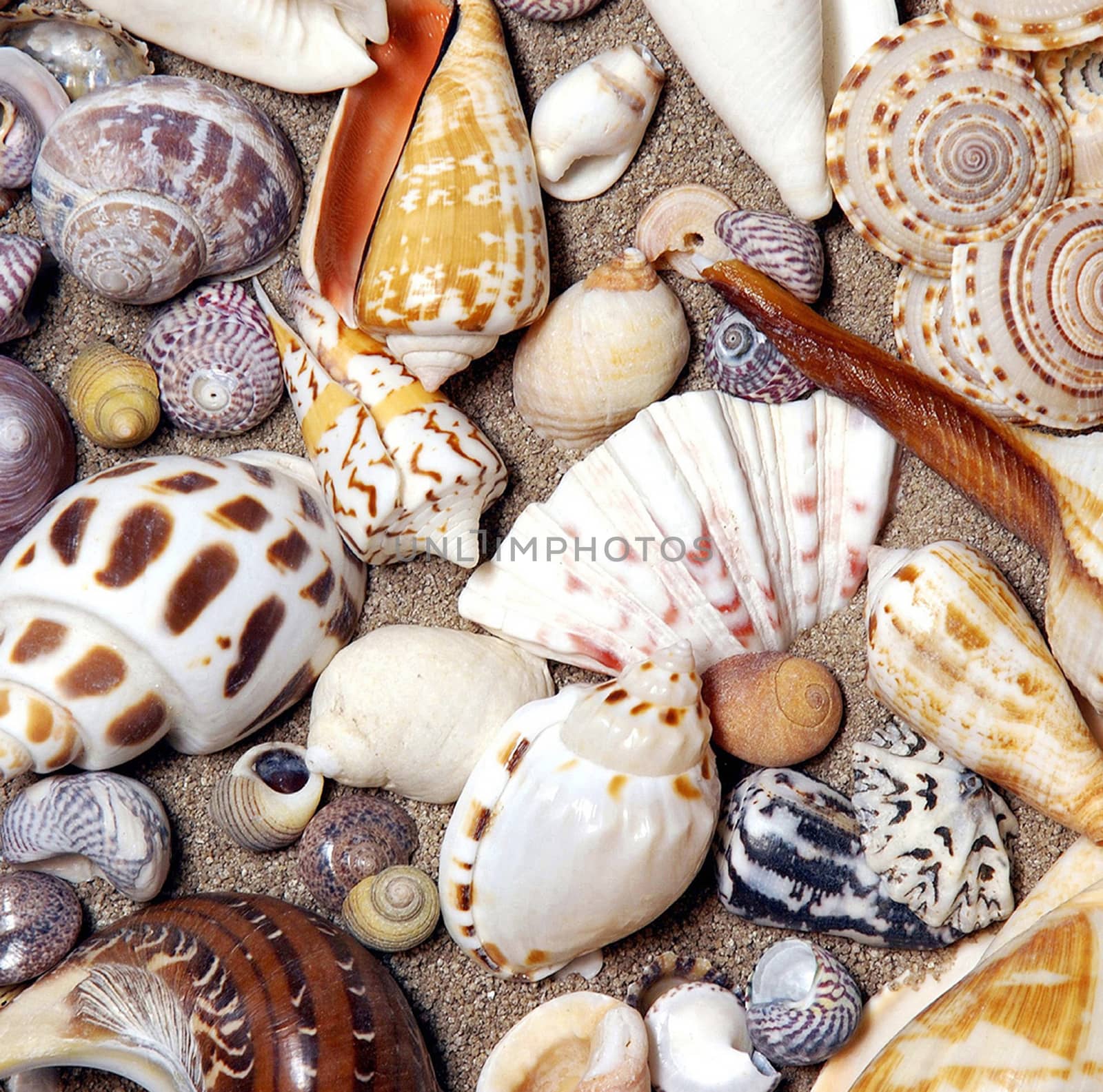 Sea shells picked from the beaches of Cornwall UK a beautiful display.