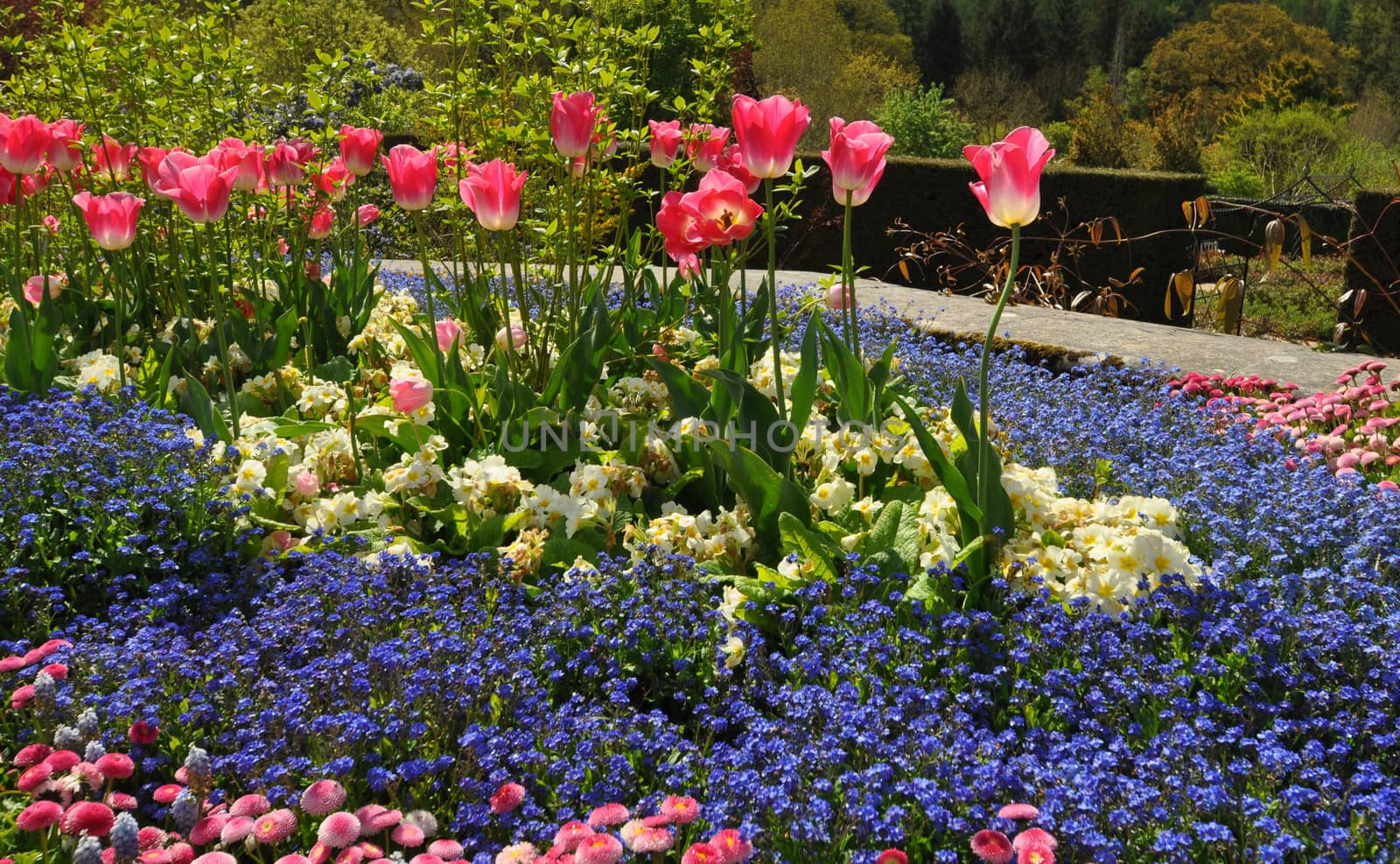 Colourful flowerbed in an English style garden. Taken at RHS Rosemoor, Torrington, North Devon, England