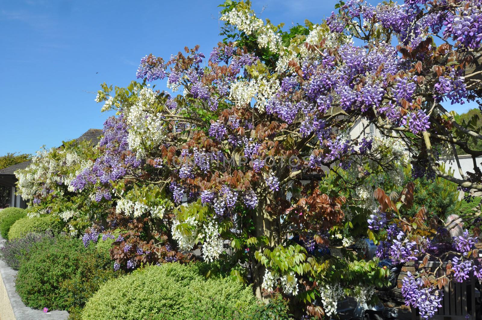 blue &andwhite wisteria