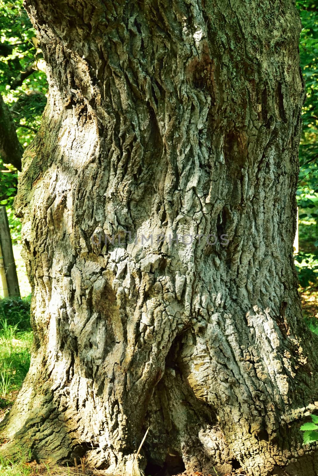 Beautiful and old tree. .