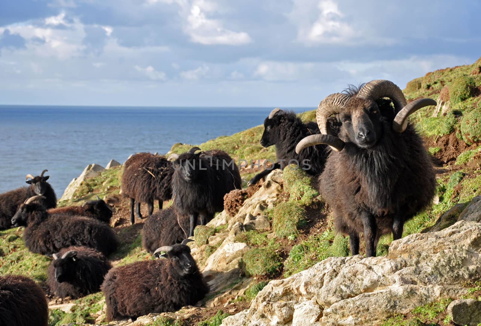 Hebridean sheep at Baggy Point by dpe123