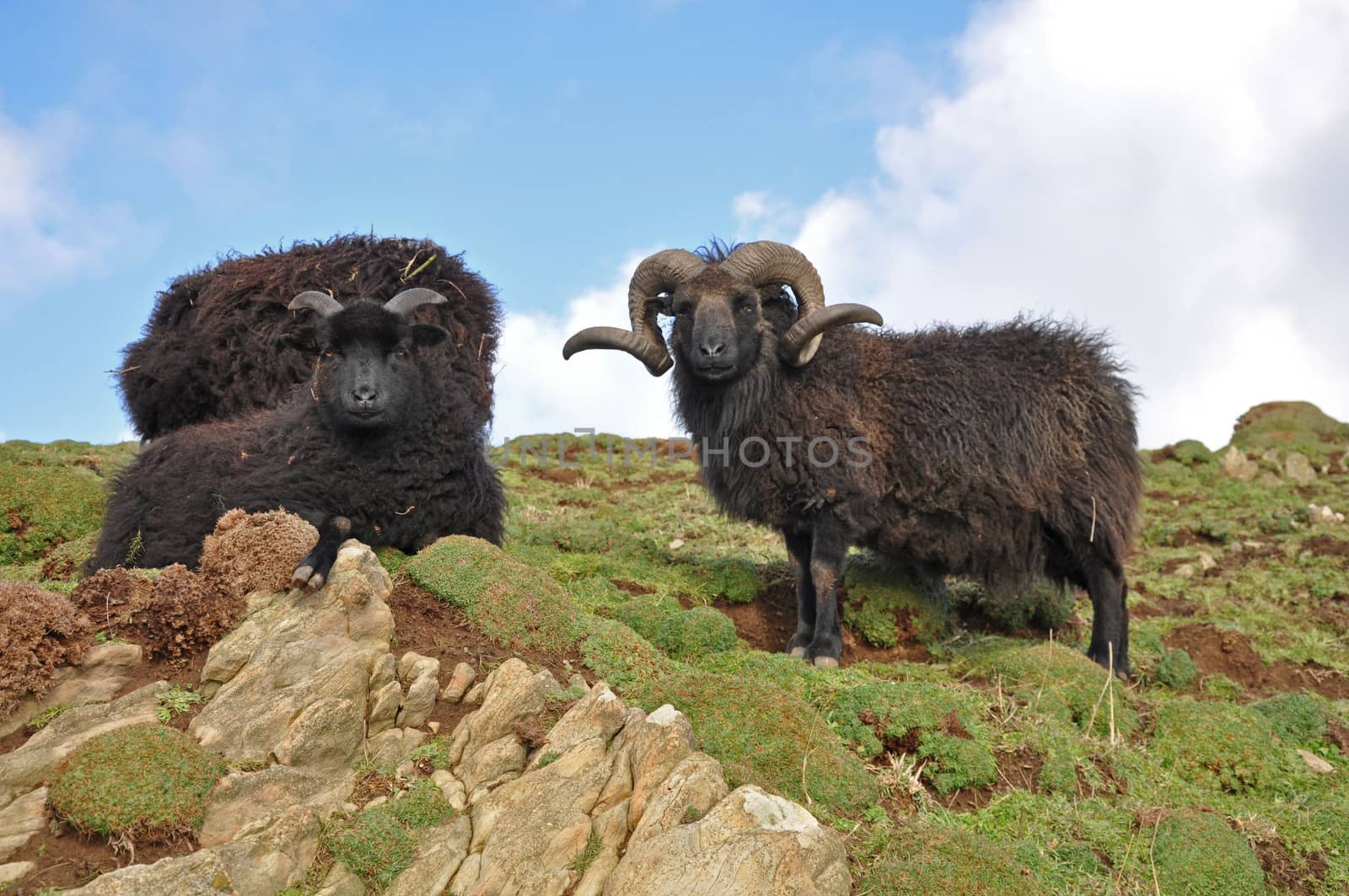 Hebridean ram, Known as a stocky hardy breed this animal lives on the wild slopes on Baggy Point in North Devon, Exposed to the westerly winds brown straight off the Atlantic Ocean the animal is very much at home, a popular sight with walkers on the southwest coast path.