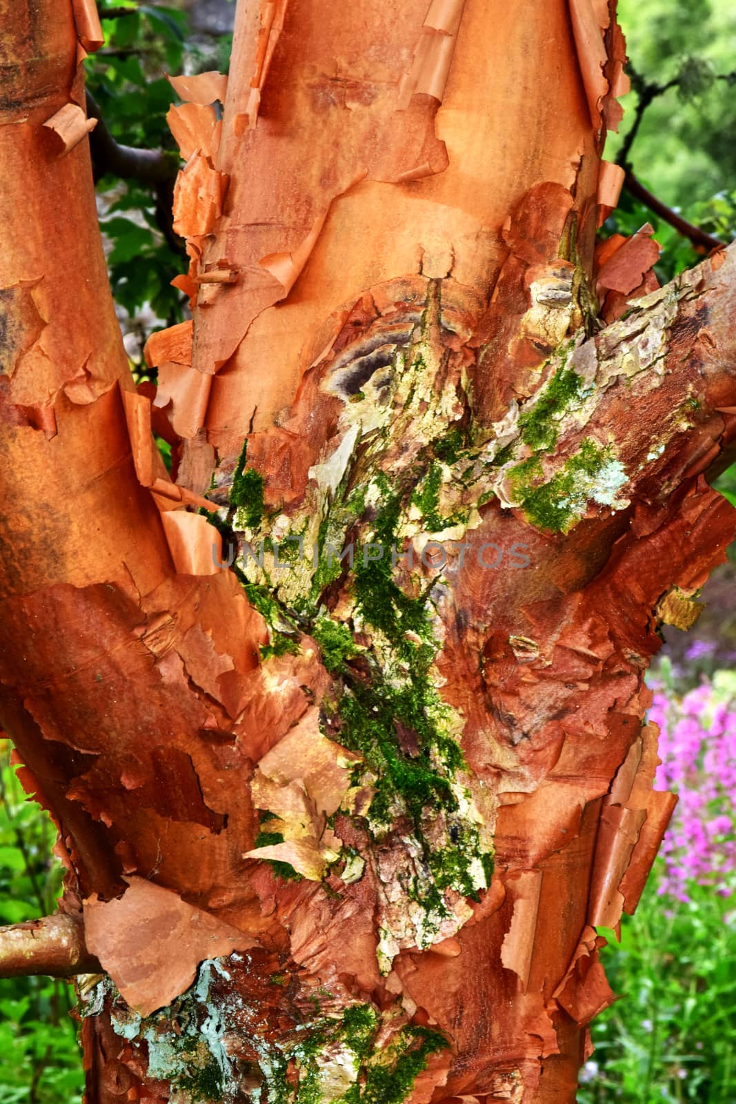 Bark on tree trunk.
Abstract from nature own designs.