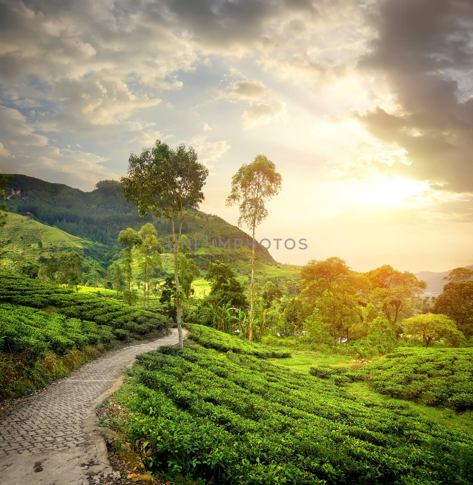 Green tea plantations in Nuwara Eliya and clouds