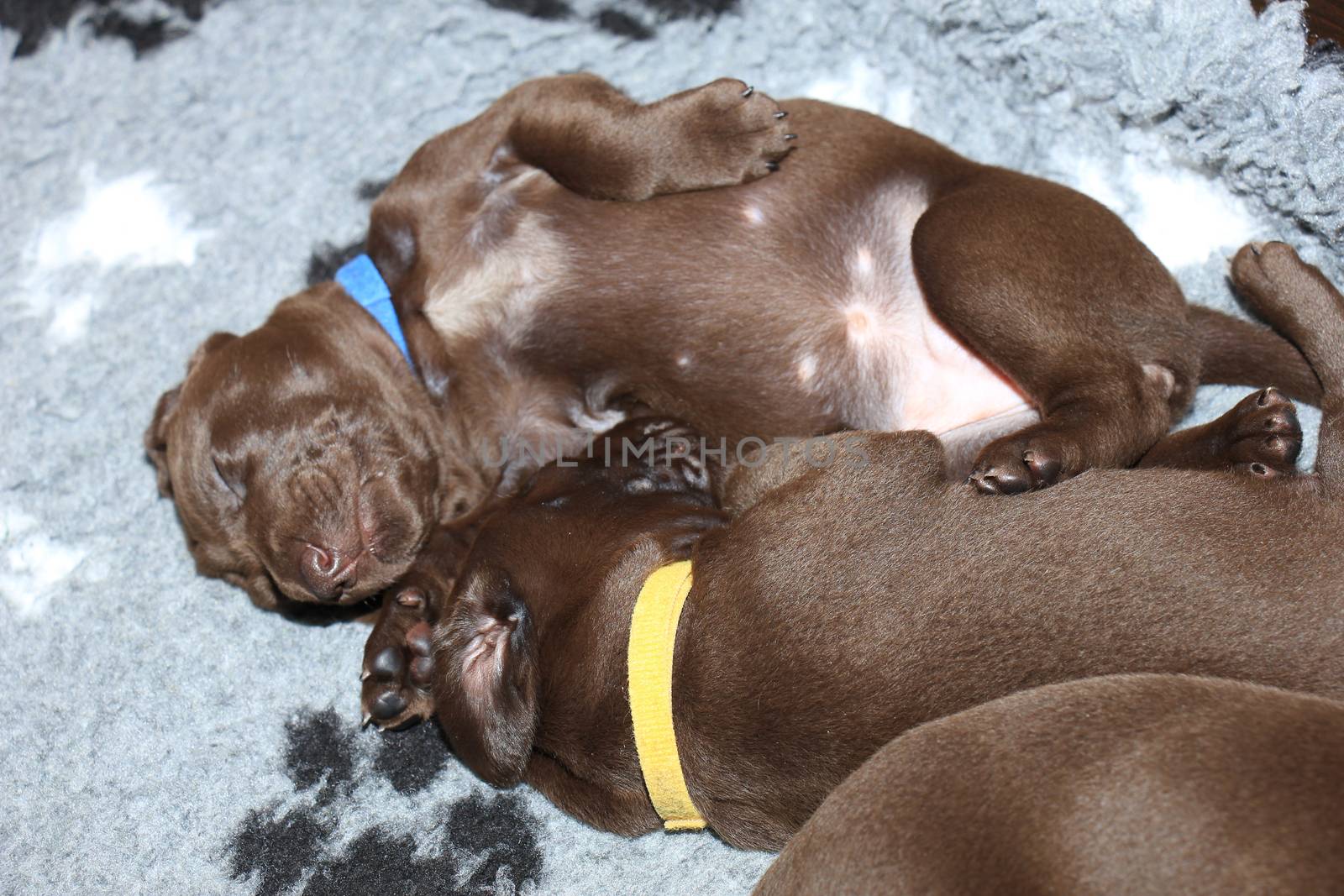 German shorthaired pointer puppies, 20 days old, solid liver