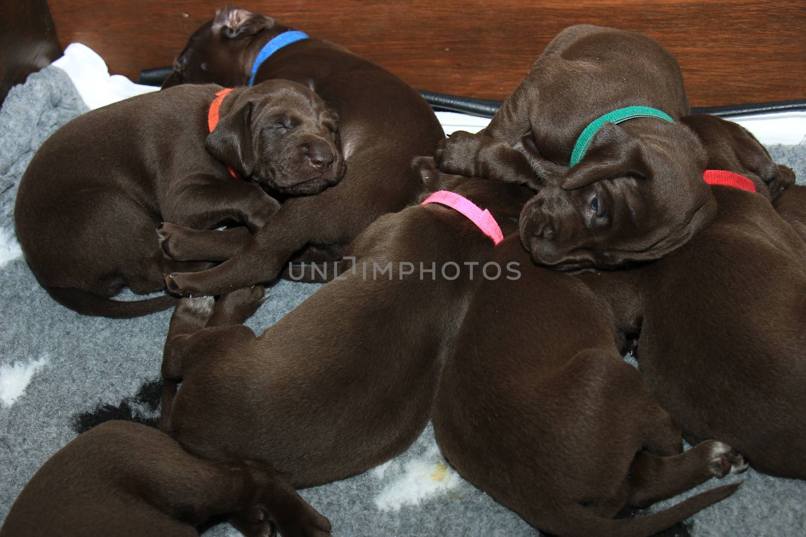 German shorthaired pointer puppies, 20 days old, solid liver
