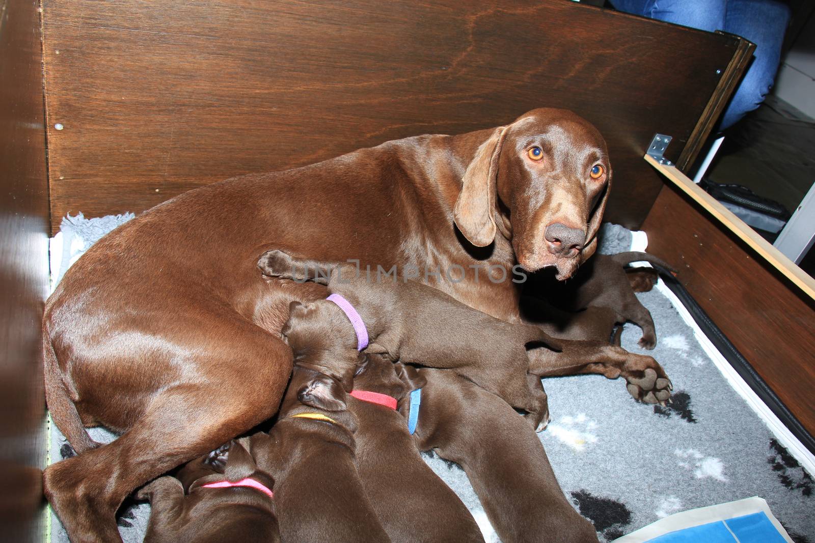 German shorthaired pointer puppies, 20 days old, solid liver