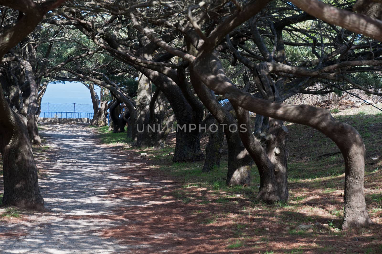 Hooded trees at the Calvary avenue Cloister at Ialyssos monastery on the Greek island of Rhodes.Built at the top of Mount Filerimos